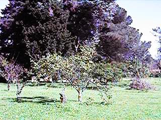 qvlin089.jpg (28516 bytes)